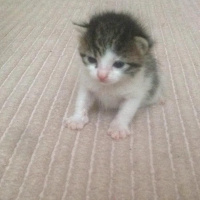 Tekir Kedi, Kedi  Kedi fotoğrafı