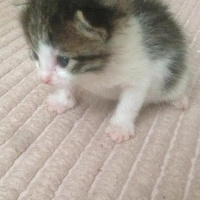 Tekir Kedi, Kedi  Kedi fotoğrafı