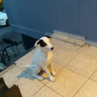 Dogo Arjantin, Köpek  Zeyna fotoğrafı