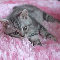 British Shorthair, Kedi  Alice fotoğrafı