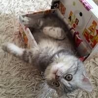 British Shorthair, Kedi  Alice fotoğrafı