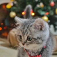 British Shorthair, Kedi  Alice fotoğrafı