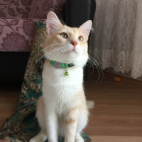 Tekir Kedi, Kedi  odin fotoğrafı