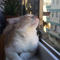 Tekir Kedi, Kedi  odin fotoğrafı