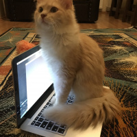 Tekir Kedi, Kedi  odin fotoğrafı