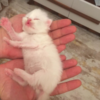 Chinchilla, Kedi  Arwen fotoğrafı