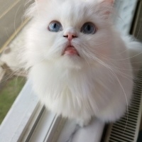 Chinchilla, Kedi  Arwen fotoğrafı