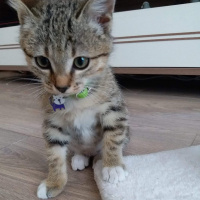 Tekir Kedi, Kedi  Şila fotoğrafı