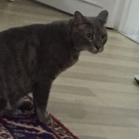 Tekir Kedi, Kedi  rıfkı fotoğrafı
