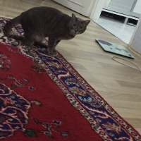 Tekir Kedi, Kedi  rıfkı fotoğrafı