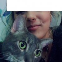 Tekir Kedi, Kedi  rıfkı fotoğrafı