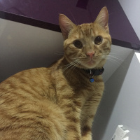 Sarman, Kedi  Miskin fotoğrafı