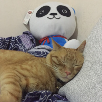 Sarman, Kedi  Miskin fotoğrafı