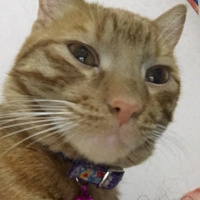 Sarman, Kedi  Miskin fotoğrafı
