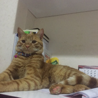 Sarman, Kedi  Miskin fotoğrafı