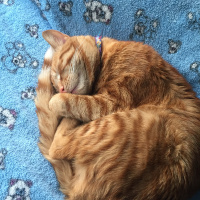 Sarman, Kedi  Miskin fotoğrafı