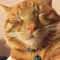 Sarman, Kedi  Miskin fotoğrafı