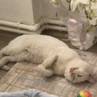 Van Kedisi, Kedi  Pamuk fotoğrafı