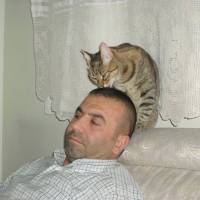 Tekir Kedi, Kedi  boncuk fotoğrafı
