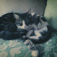 Tekir Kedi, Kedi  boncuk fotoğrafı