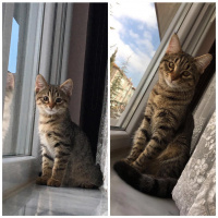 Tekir Kedi, Kedi  Mia fotoğrafı