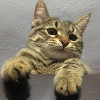 Tekir Kedi, Kedi  Mia fotoğrafı