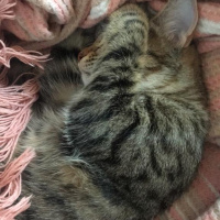 Tekir Kedi, Kedi  Mia fotoğrafı