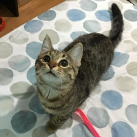 Tekir Kedi, Kedi  Mia fotoğrafı
