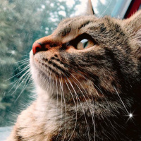 Tekir Kedi, Kedi  Mia fotoğrafı