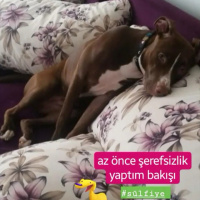 Amerikan Pitbull Terrier, Köpek  Sülfon fotoğrafı