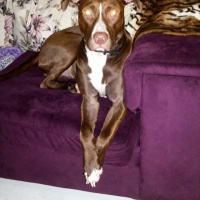 Amerikan Pitbull Terrier, Köpek  Sülfon fotoğrafı