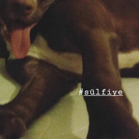 Amerikan Pitbull Terrier, Köpek  Sülfon fotoğrafı