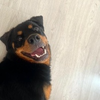 Amerikan Pitbull Terrier, Köpek  Sülfon fotoğrafı