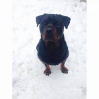 Rottweiler, Köpek  Odi fotoğrafı