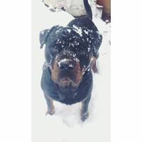 Rottweiler, Köpek  Odi fotoğrafı