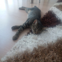 Tekir Kedi, Kedi  Mila fotoğrafı