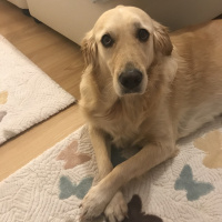 Golden Retriever, Köpek  Fıstık fotoğrafı