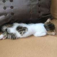 Tekir Kedi, Kedi  Bıdık fotoğrafı