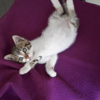 Tekir Kedi, Kedi  Bıdık fotoğrafı