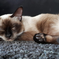 Siyam Kedisi, Kedi  Latte fotoğrafı