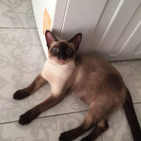 Siyam Kedisi, Kedi  Latte fotoğrafı