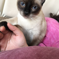 Siyam Kedisi, Kedi  Latte fotoğrafı