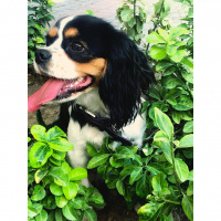 King Charles Spaniel, Köpek  Mathilda fotoğrafı