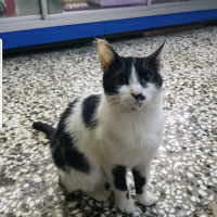 Sarman, Kedi  Benekli fotoğrafı
