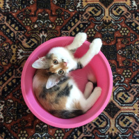 Tekir Kedi, Kedi  Üzüm fotoğrafı