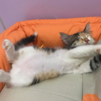 Tekir Kedi, Kedi  Üzüm fotoğrafı