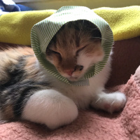 Tekir Kedi, Kedi  Üzüm fotoğrafı