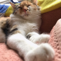 Tekir Kedi, Kedi  Üzüm fotoğrafı