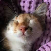Tekir Kedi, Kedi  Üzüm fotoğrafı