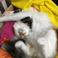 Tekir Kedi, Kedi  Üzüm fotoğrafı